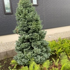 もみの木（ゴールドクレスト）の画像