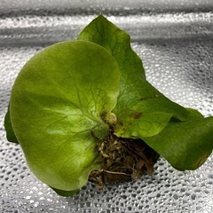 ビカクシダ　ステマリア2 の画像