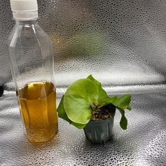 ビカクシダ　ステマリア2 の画像