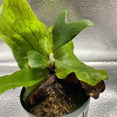 ビカクシダ　ステマリア　3受け渡し決定の画像