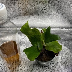 ビカクシダ　ステマリア　3受け渡し決定の画像