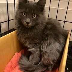 白血病　長毛　子猫　♂