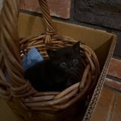 生後1ヶ月前後の子猫