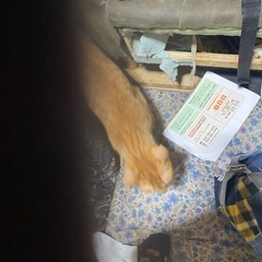 急遽子供達がアレルギーになったため