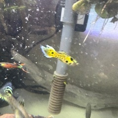 熱帯魚初心者MIX10匹➕αセット！の画像