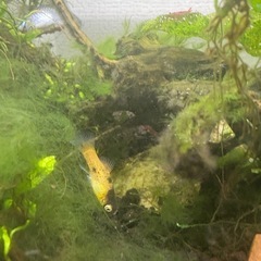 熱帯魚初心者MIX10匹➕αセット！の画像