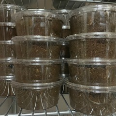 アトラスオオカブト　幼虫の画像