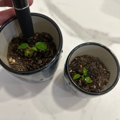 パンダガジュマルの幼苗の画像