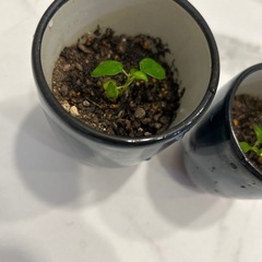 パンダガジュマルの幼苗の画像