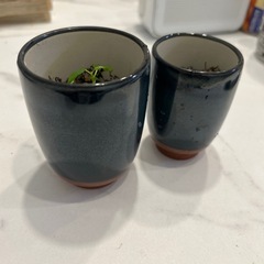 パンダガジュマルの幼苗の画像