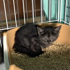 一時募集停止◯黒シマのクマちゃん男の子