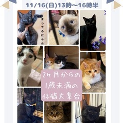 お寺de:保護猫譲渡会in丹後寺