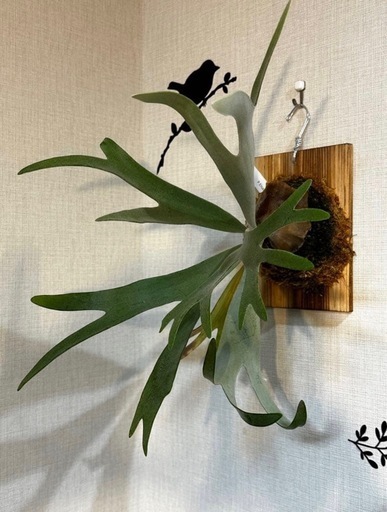 ビカクシダ　　P.Elsa（oc）