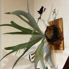 ビカクシダ　　P.Elsa（oc）
の画像