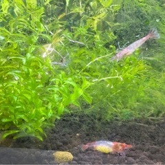 ルリーシュリンプ　1匹100円(6匹目以降は1匹90円)