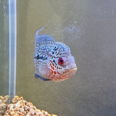 フラワーホーンの画像