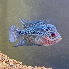 フラワーホーンの画像