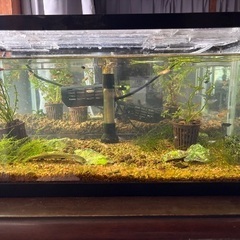 メダカ、シュリンプの画像