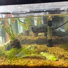 メダカ、シュリンプの画像