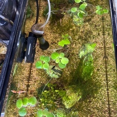 メダカ、シュリンプの画像