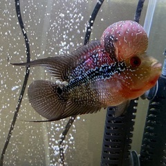 フラワーホーンの画像