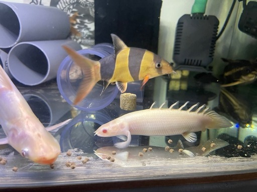 売約済　最終値下‼️水槽、ダトニオリアルバンド含む 生体 セット　熱帯魚　上部濾過　水中ポンプ　ヒーター　水中ライト 
