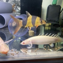 水槽、ダトニオリアルバンド含む
生体 セット　熱帯魚　上部濾過　水中ポンプ　ヒーター　水中ライト の画像