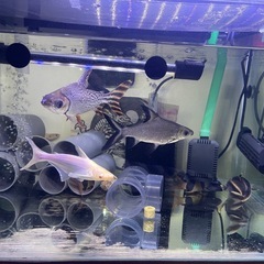 水槽、ダトニオリアルバンド含む
生体 セット　熱帯魚　上部濾過　水中ポンプ　ヒーター　水中ライト の画像
