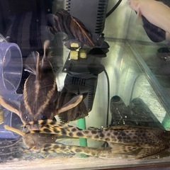 水槽、ダトニオリアルバンド含む
生体 セット　熱帯魚　上部濾過　水中ポンプ　ヒーター　水中ライト の画像