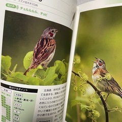 本　野鳥図鑑　の画像