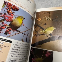 本　野鳥図鑑　の画像
