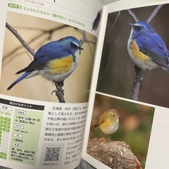 本　野鳥図鑑　の画像