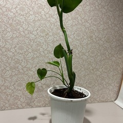観葉植物　　モンステラ
の画像