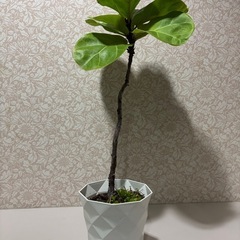 観葉植物　　ゴムの木の画像