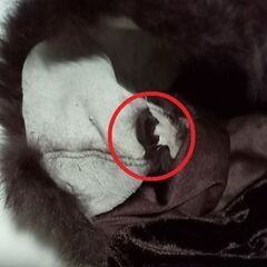 KEY.EAST ダークブラウン ラビットファー付き ベロアキャミソール ドレープ の画像