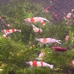 格安❗️レッドビーシュリンプ　一旦終了の画像