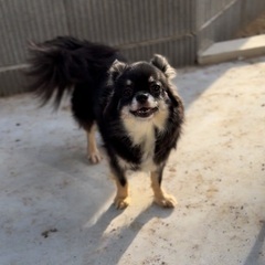 チワワ女の子　姉妹