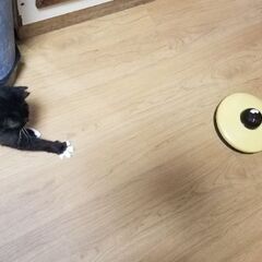 猫壱　キャッチ　ミー　中古品　🐈　猫遊具　🐈の画像