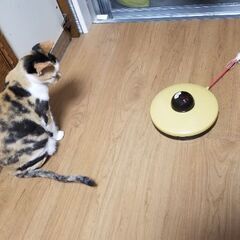 猫壱　キャッチ　ミー　中古品　🐈　猫遊具　🐈の画像
