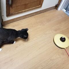 猫壱　キャッチ　ミー　中古品　🐈　猫遊具　🐈の画像