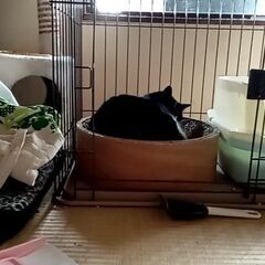 メッセージ下さい。！もらって下さい！ワンちゃんゲージ。猫ちゃんにも使えます。の画像