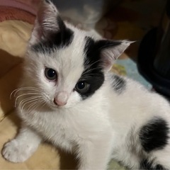 一枚目は男の子、2枚目は男の子と女の子の兄妹です。