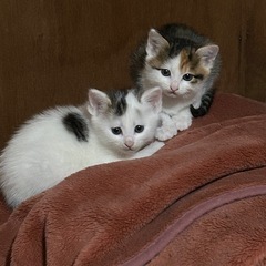 里親さんを探しています。