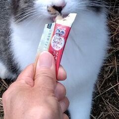 去勢済み4ヶ月の♂里親探してます。