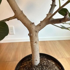 ゴムの木 8号　観葉植物　室内　大型　レア　フィカスの画像