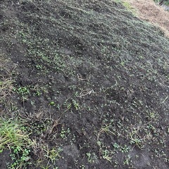 畑じまい、家庭菜園用土の画像