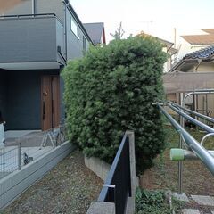 マキの生垣を差し上げます。の画像