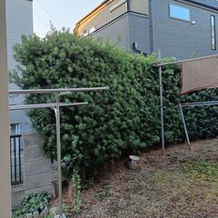 マキの生垣を差し上げます。の画像