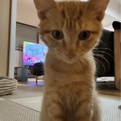 11月15日赤煉瓦譲渡会に参加。チャトラのぷぅさん4ヶ月