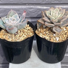 2025.5.3④   多肉植物　カット苗　2ポットセット200円の画像